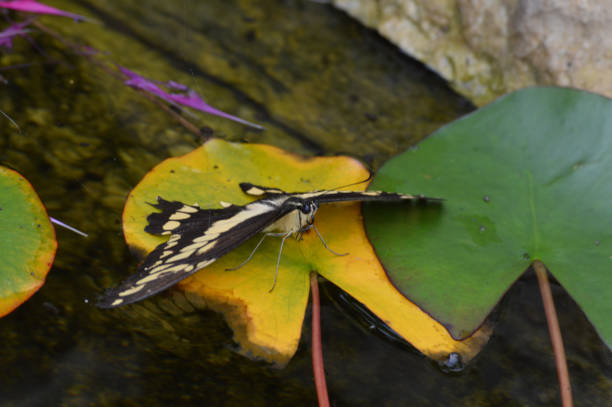 istock Butterfly in the garden 851771748