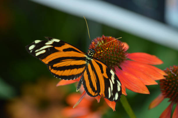 istock Butterfly in the garden 851774476