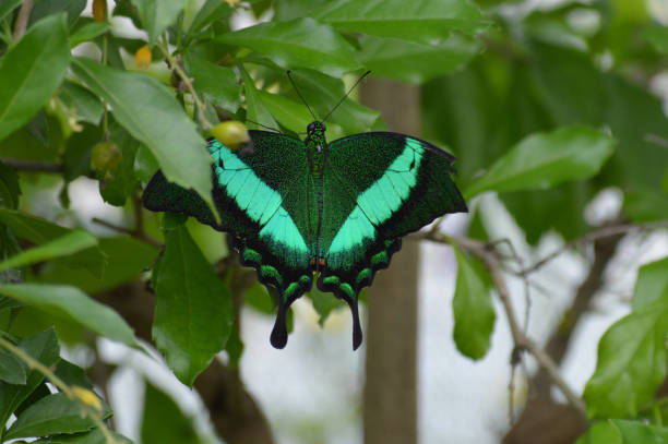 istock Butterfly in the garden 851775742