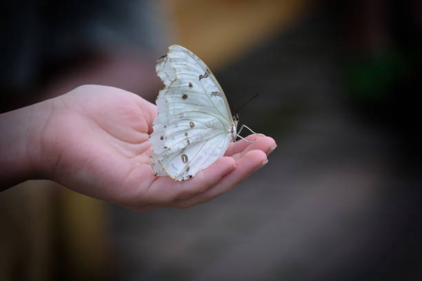 istock Butterfly in the garden 851775842