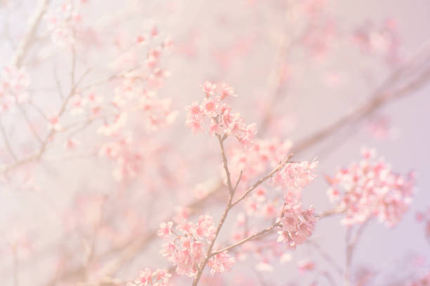 istock Blurred of Sakura flowers blooming 851779104