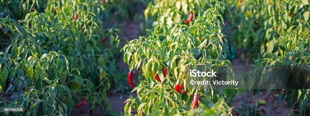 Peppers on the Field in rows With Green Leaves Chili Pepper Stock Photo