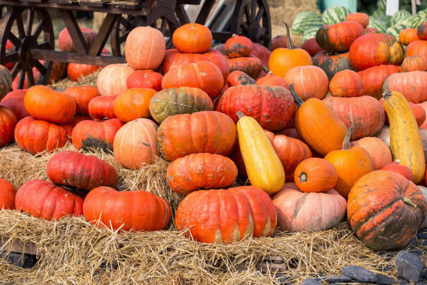 istock Big wagon of pumpkins 851785632