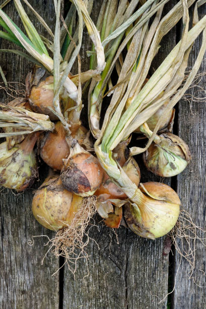drying bunch of yellow onions on rustic dark wood from above. space for text. - uprooted vertical leaf root imagens e fotografias de stock
