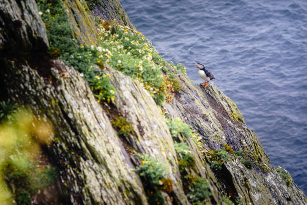 istock Puffins of Ireland 851786390