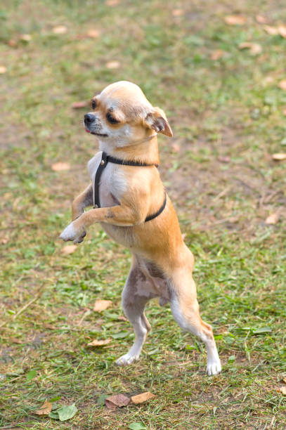istock Chihuahua dog Close-up 851786608