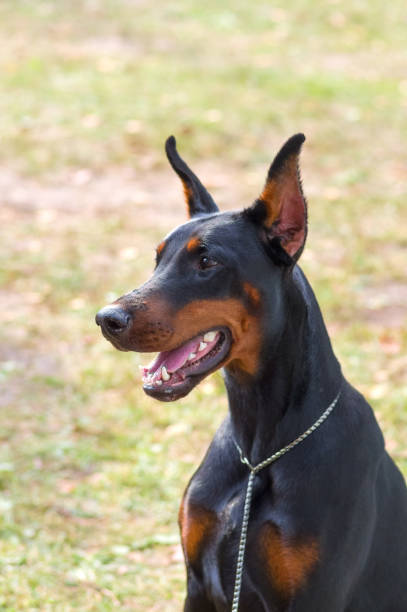 istock Doberman Pinscher dog close-up 851789244