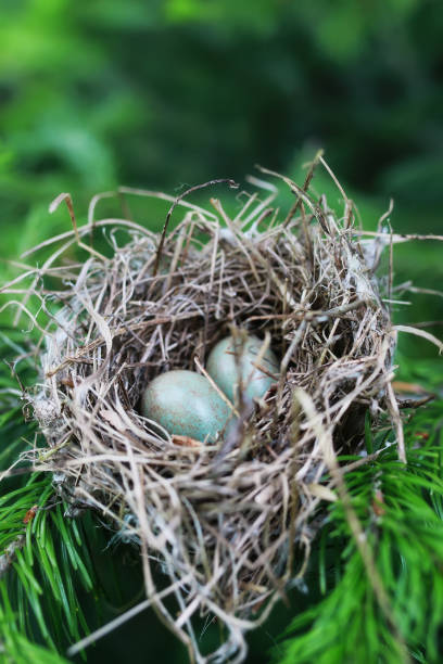 istock bird nest in nature 851789682