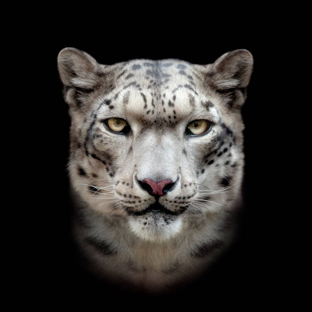 snow leopard face on black background - snow leopard imagens e fotografias de stock