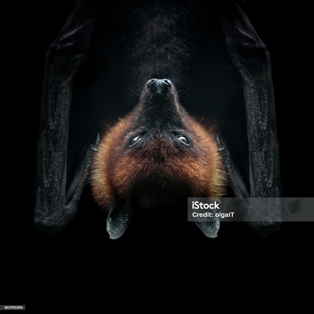 flying fox isolated on black face closeup Bat - Animal Stock Photo