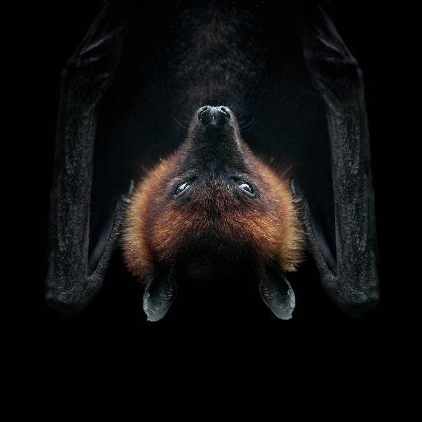 flying fox isolated on black face closeup flying fox isolated on black face closeup flying fox photos stock pictures, royalty-free photos & images