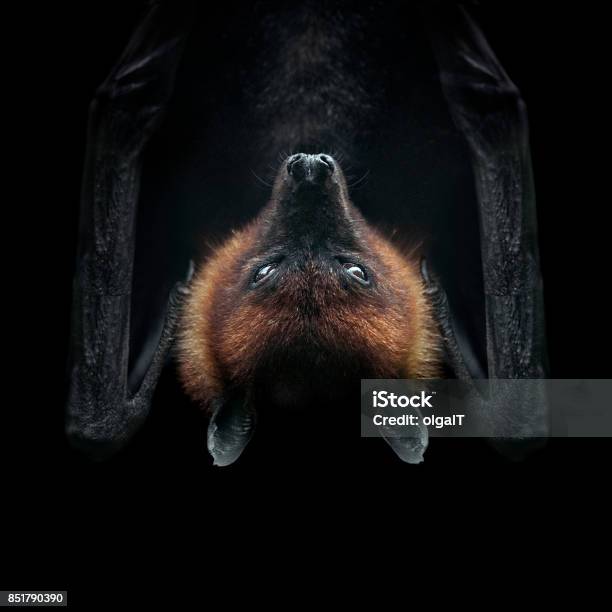 Flying Fox Isolated On Black Face Closeup Stock Photo - Download Image Now - Bat - Animal, Hanging, Animal