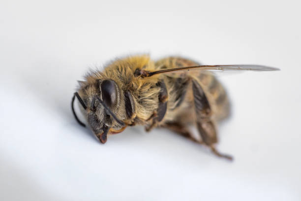 image de macro d’une abeille morte sur fond blanc d’une ruche en déclin, tourmenté par le syndrome d’effondrement des colonies et d’autres maladies - colony swarm of insects pest animal photos et images de collection