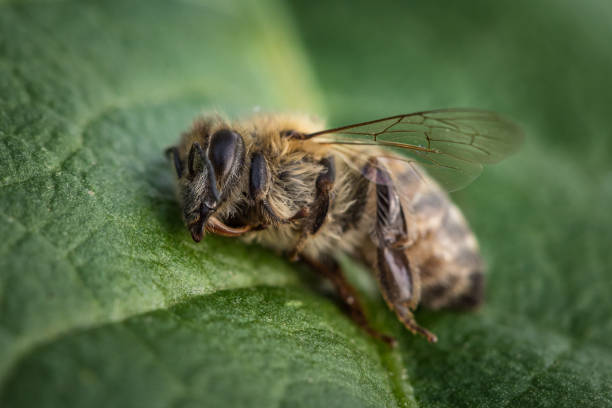 image de macro d’une abeille morte sur une feuille d’une ruche en déclin, tourmenté par le syndrome d’effondrement des colonies et d’autres maladies - colony collapse disorder photos et images de collection