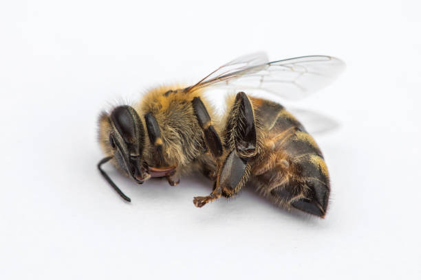 image macro d’une abeille morte sur un fond blanc d’une ruche en déclin, affligée par le désordre d’effondrement de colonie et d’autres maladies - colony swarm of insects pest animal photos et images de collection