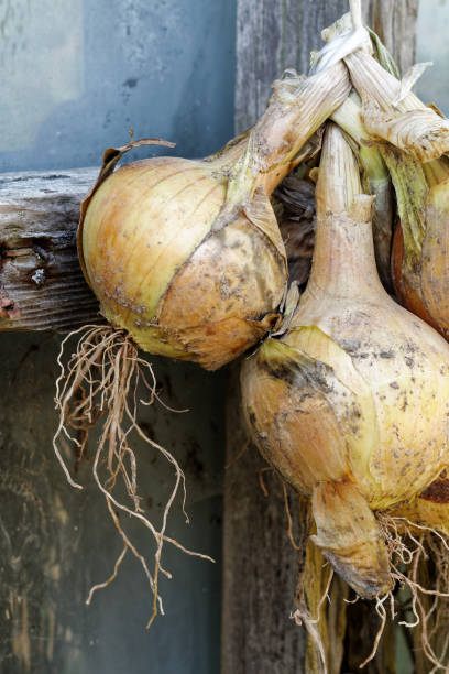 bunch of yellow onions hanging and drying outside a rustic window. - uprooted vertical leaf root imagens e fotografias de stock