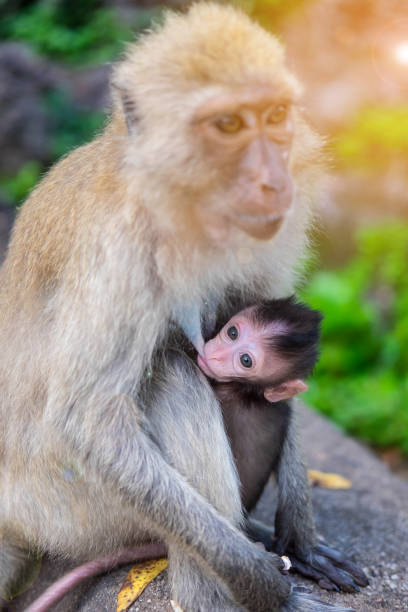 istock Baby monkey suck up milk from mother monkey breast , flare effect 851794072