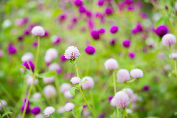 istock Two colored flowers of globe amaranth 851794758