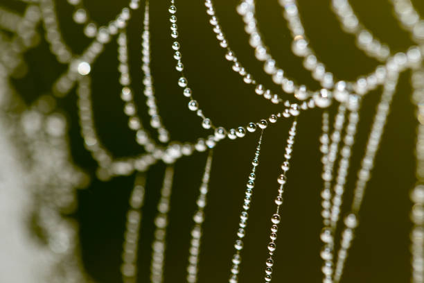 istock drops of dew on a spider web as a background 851799832