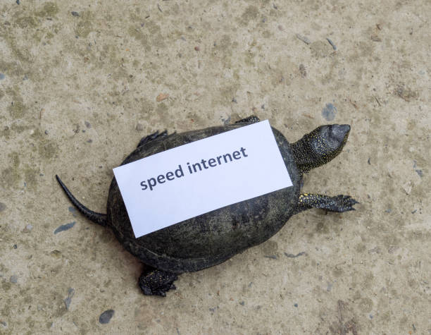 Internet speed. A bad internet symbol. Low download speed. Slow internet. Ordinary river tortoise of temperate latitudes. The tortoise is an ancient reptile. Internet speed. A bad internet symbol. Low download speed. Slow internet. Ordinary river tortoise of temperate latitudes. The tortoise is an ancient reptile insufficient funds stock pictures, royalty-free photos & images