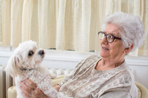istock Senior woman holding a cute white Maltese dog at home. 851800708