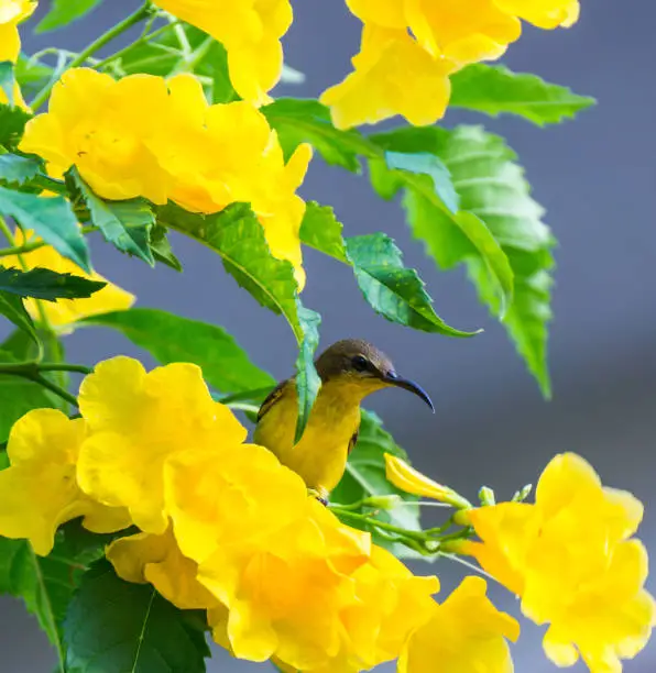 olive-backed sunbird perched on Trumpetflower bush.