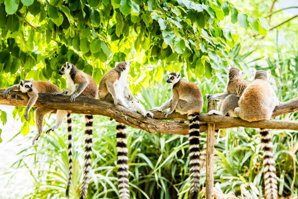 lemurs in chiangmai Thailand lemurs in chiangmai Thailand lemur catta stock pictures, royalty-free photos & images