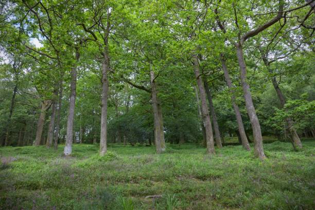 istock Oak wood, Ullswater, Cumbria 851806020