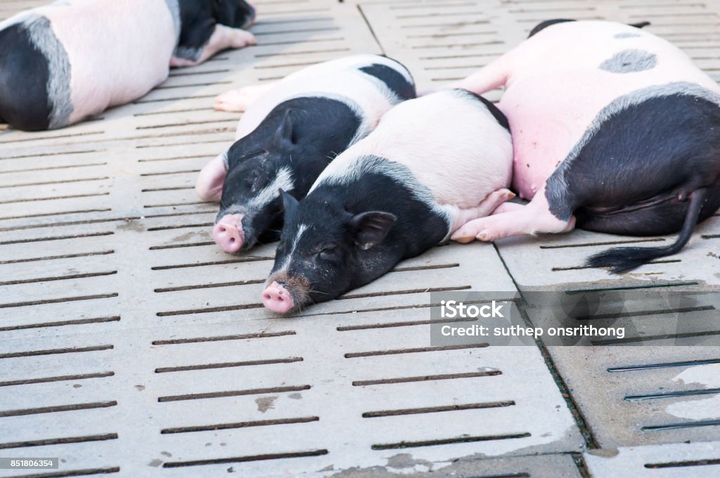 Schweine - Lizenzfrei Agrarbetrieb Stock-Foto