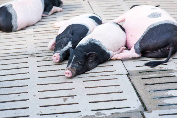 Pigs Black-headed Pigs, Sleeping in the Daytime berkshire pig stock pictures, royalty-free photos & images