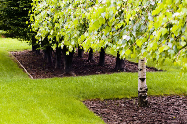 istock avenue of trees in the park 851809580
