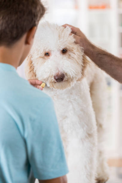 большой goldendoodle рекомендуется с удовольствием и погладить на ветеринара - vet dog teenager puppy стоковые фото и изобра�жения