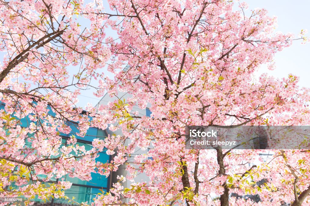 Árboles De Flor De Sakura En Fondo De Pantalla De Color De Rosa Foto de  stock y más banco de imágenes de Aire libre - iStock