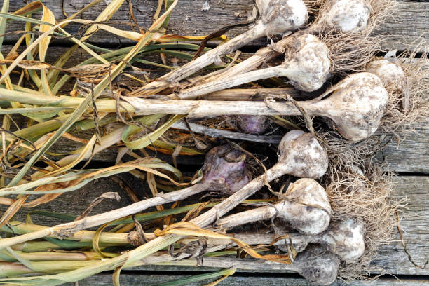 istock Drying bunch of garlic on rustic wooden board from above. 851810844