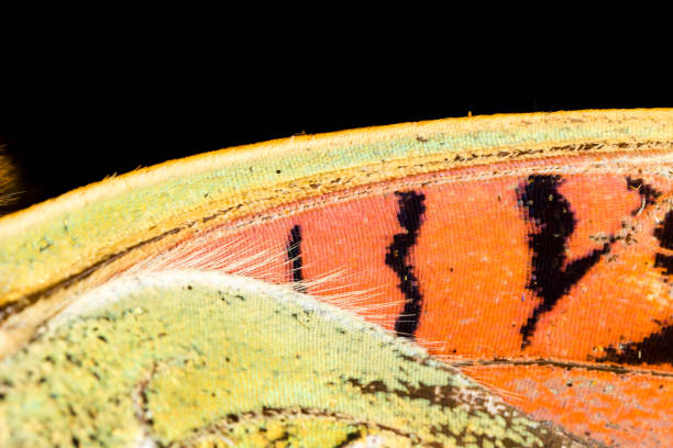 istock Drawings on the wing of a butterfly as a background 851814584