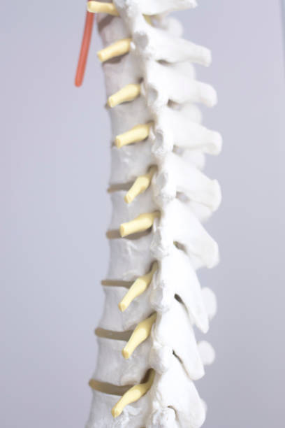 istock Human spine vertebra spinal column medical teaching model showing bones and cartilage. 851819914