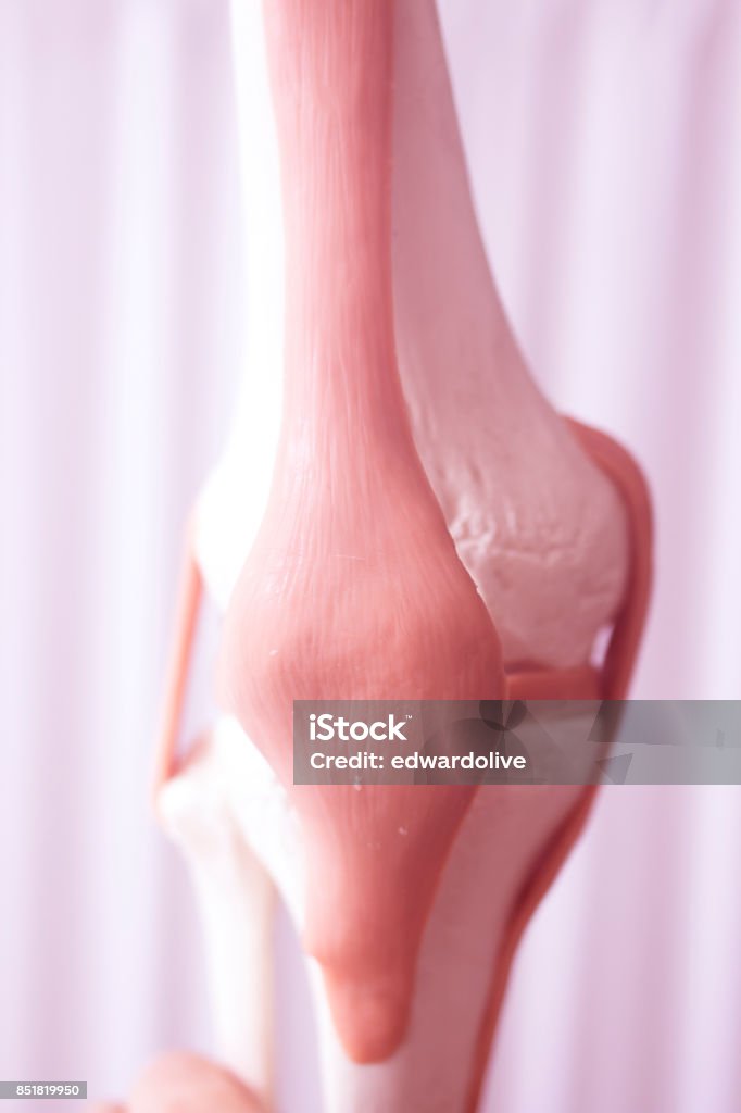 Human Knee Joint Meniscus Medical Teaching Model Showing Bones And ... Biology Diagrams