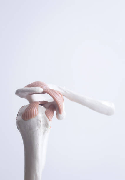 istock Human shoulder joint  medical teaching model showing bones ligaments, tendons and cartilage. 851819986