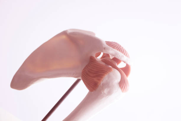 istock Human shoulder joint  medical teaching model showing bones ligaments, tendons and cartilage. 851820000