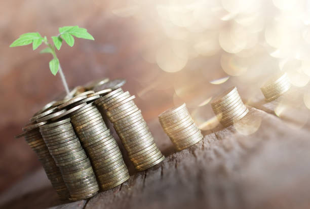 istock plant with coins on wooden background 851832962