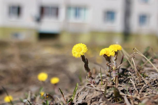 various objects of the spring season in the best of this wonderful period