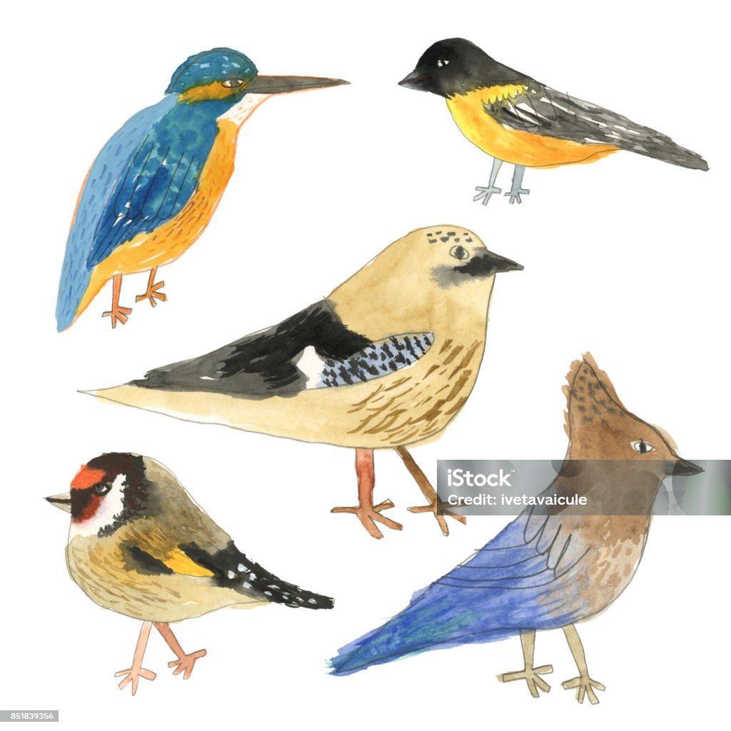 Set of painted birds on white background Mixed media illustration of variety of birds Gold Finch stock illustration