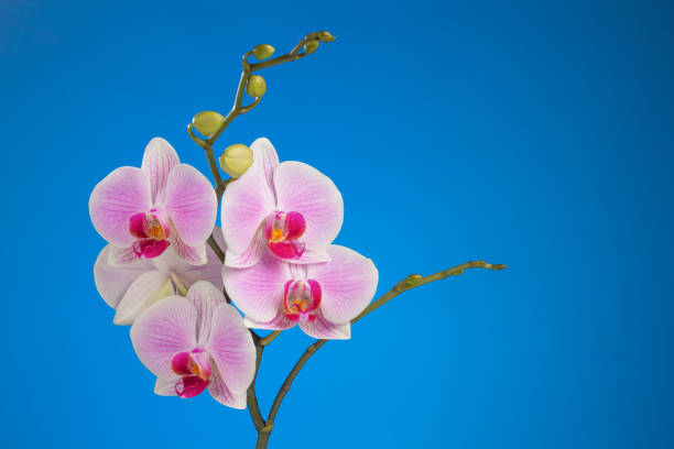istock Inflorescence of butterfly orchid on blue background 851842790