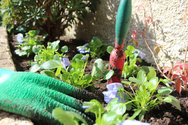 Gardening Pansy with gloves and tools