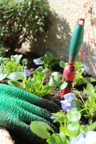 istock Gardening Pansy with glove and tools 851846628