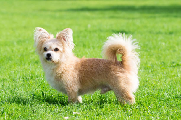 istock Little dog lying on the grass 851850832