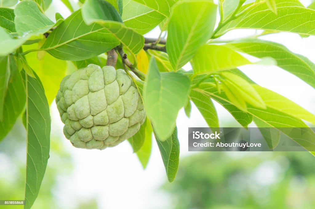 custard apple on the tree fruit of thailand Agriculture Stock Photo