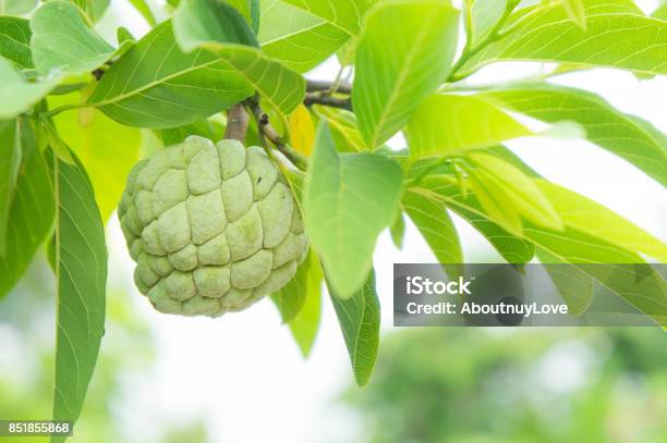 Custard Apple On The Tree Fruit Of Thailand Stock Photo - Download Image Now - Agriculture, Apple - Fruit, Asia