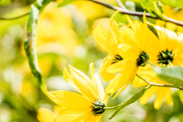 Jerusalem artichoke or sunchoke flower in the agricultural field close-up
