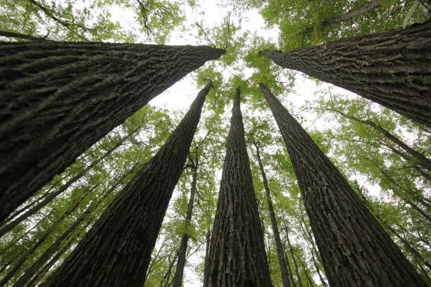 istock retreating up the trunks of trees 851859108